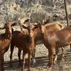 جفار دهم تأسيس مراح