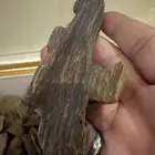 نوادر المروكي الحي