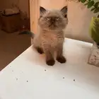 كيتن هملايا