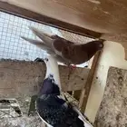 حمام قلابي