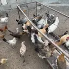 دجاج بلدي للبيع العمر 8اشهور