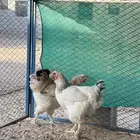دجاج براهما