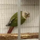 ذكر كنيور اناناس( محلل )