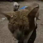 قط تعبان الي يقدر يساعده