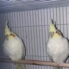 كروان كبار وفروخ
