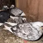 قطايف