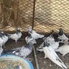 حمام باكستاني للبيع