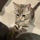 قطو سكوتش ستريت للتبني