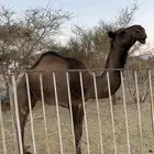 قعود العمر سنه نضيف