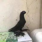 مطلوب اوزبك ( اللمند )