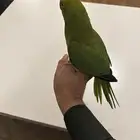 ببغاء درة