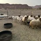 غنم للبيع