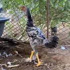 ديك بكستاني
