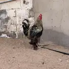 ديك برأهما براهماء