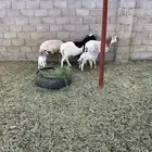 غنم للبيع ولد برابر