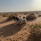 نعيم