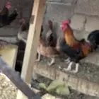 دجاج بلدي للبيع