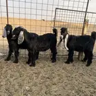 تيوس شحم