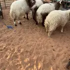 للبيع العدد أربعه طليان نعيم