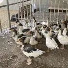 وز بلدي
