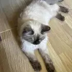 قطه اليفه جدا لتبني