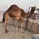 للبيع ناقه مستتلدت