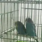 طيور زينه