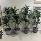 نبات زينه بلاستيك