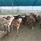 سواكن البيع تفريد ولا جمله