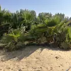 للبيع واشنطن امريكي