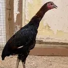 طقم سندي نسل غبشان