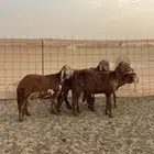 سواكن تربيه فل شحم باسعار جدا مناسبه