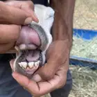ثنيه حريه