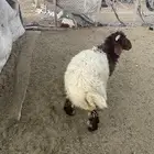هرفي لباني