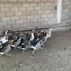 السلام عليكم