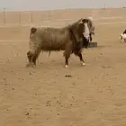 تيس فحل
