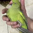 دره متكلمه تم البيع