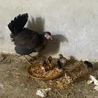 للبيع دجاجه مع صيصانها