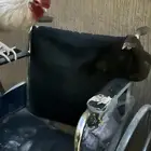 دجاجه وديك عربي