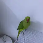 دره أليف