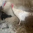 جده