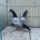 حمام باكستاني تم البيع