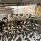 حمام فرنسي