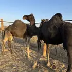 نياق خوات بعض ولايف