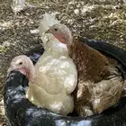 دجاج رومي