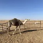 بكره طيبه حقه
