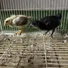 صوص دجاج بلدي