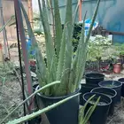 شتلات صبار بلوفيرا