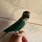 كنيور اليف وهدد
