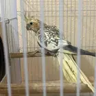 كروان منتج الذكر لاتينو والانثي هولنديه مكتفه منتج